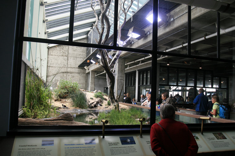 Monterey Aquarium - 2008