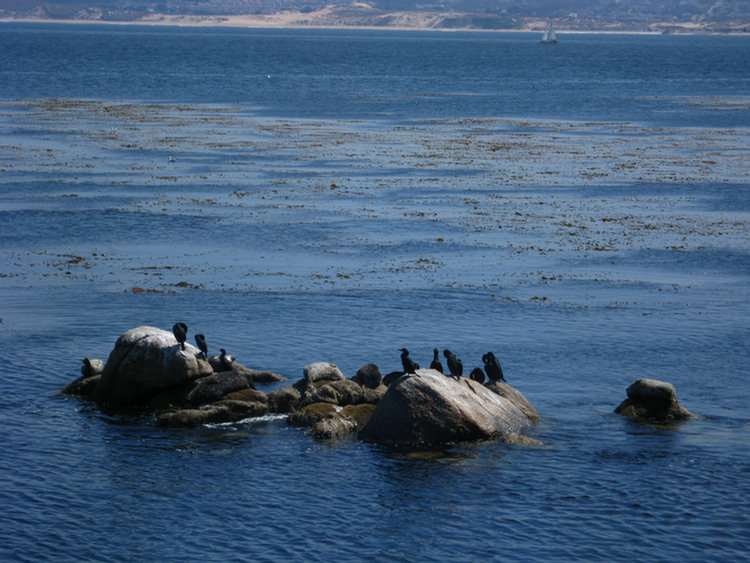 Monterey Aquarium Lunch Time