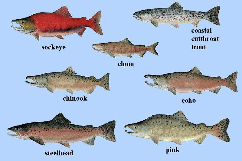 Salmon