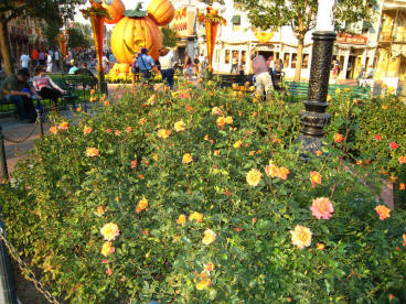 10th Life Day At Disneyland
