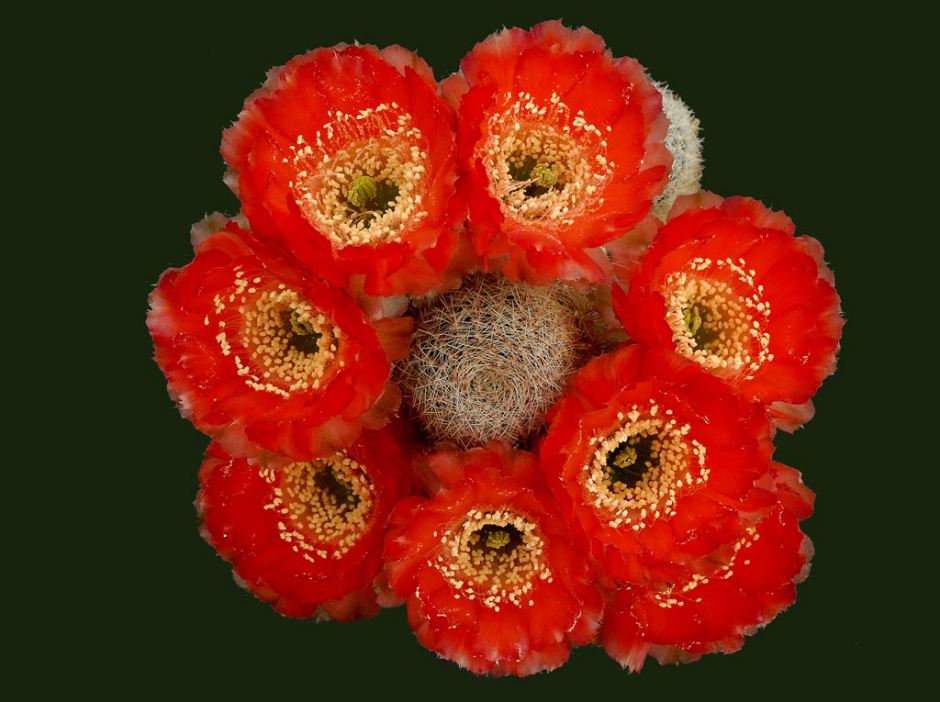 Cacti