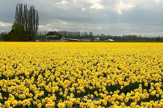 Daffodils