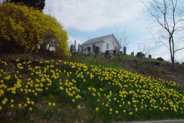 Daffodils