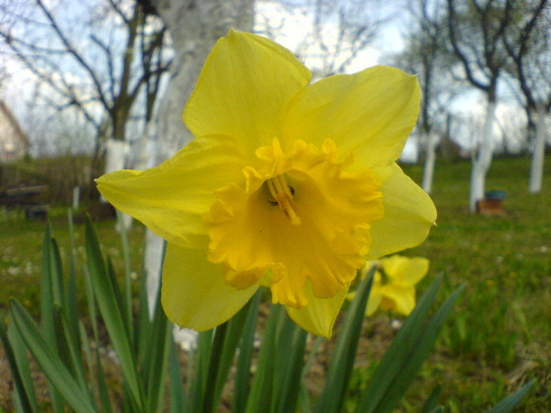 Daffodils