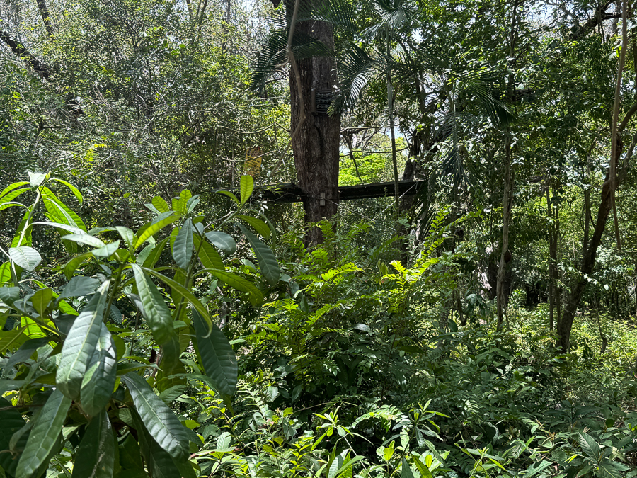 Day 06 7/17/2024 Mahogany Bay Honduras Zip Lines