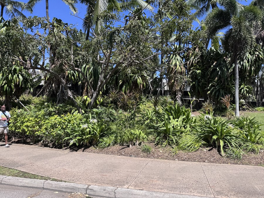 2026/3/24 Tuesday In Hawaii