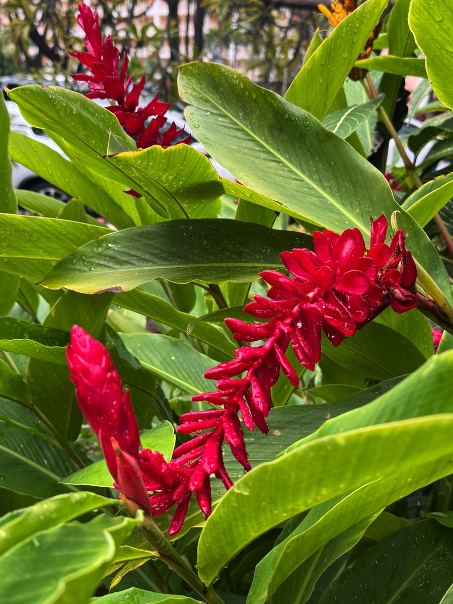 2024-01-16 Day Six Maui Hawaii Vacation