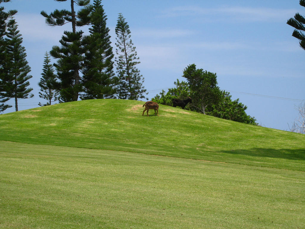 Kona Golf Adventure