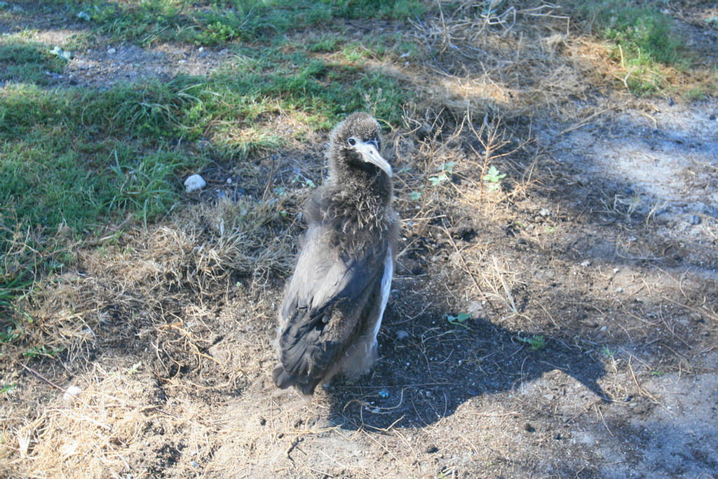 Midway Island 2006