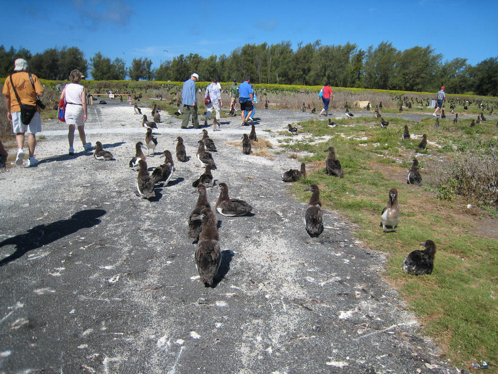 Midway Island 2006