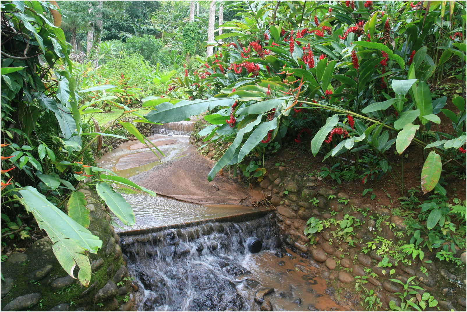 Costa Rican Rain Forects & Gardens