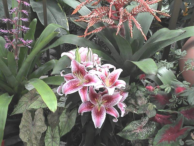 Butchart Gardens