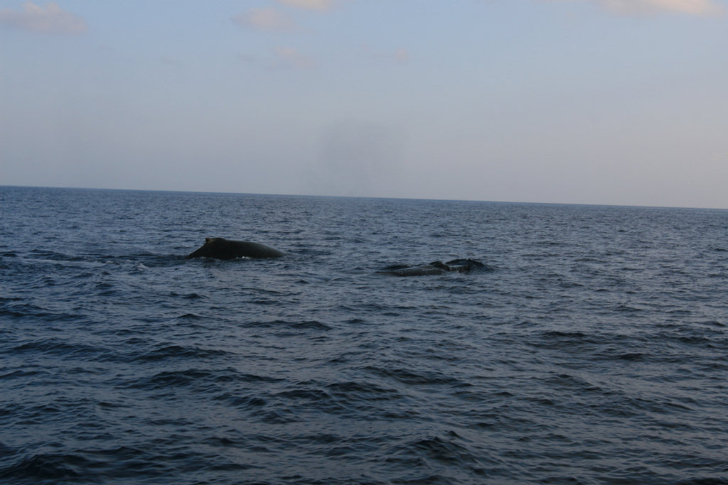 Lanai Vacation 2008  Sunset Cruise With The Whales