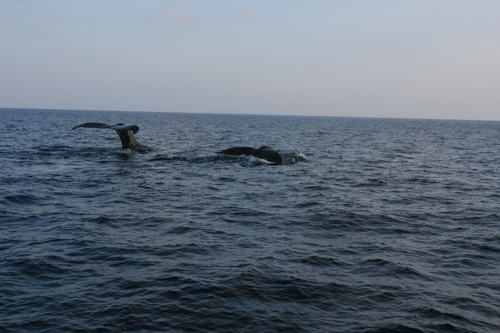 Lanai Vacation 2008  Sunset Cruise With The Whales
