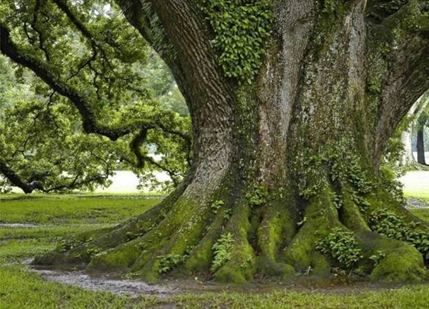 Beaautiful Trees