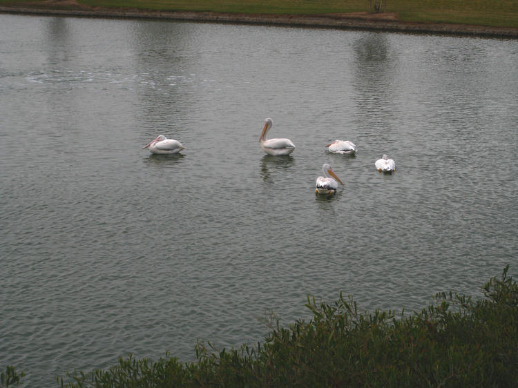 Golf At Christmas Time