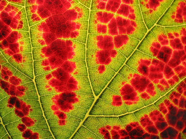Leaf turing colors