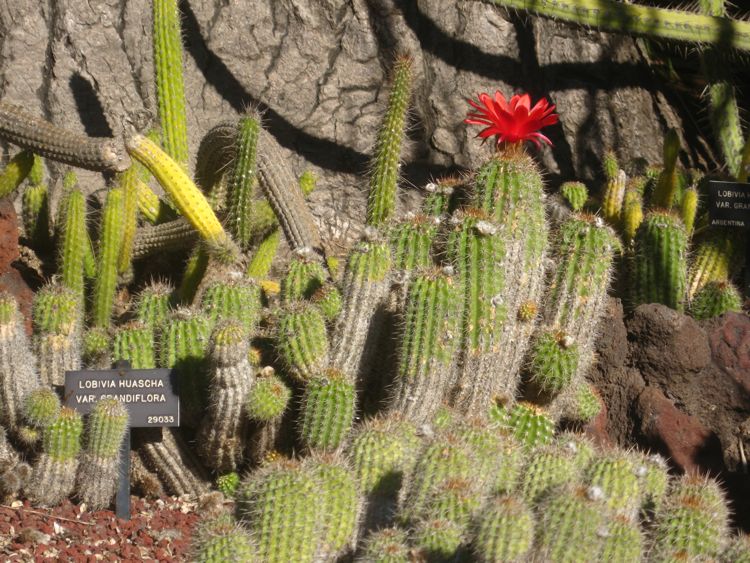 An afternoon at The Huntington during Christmas