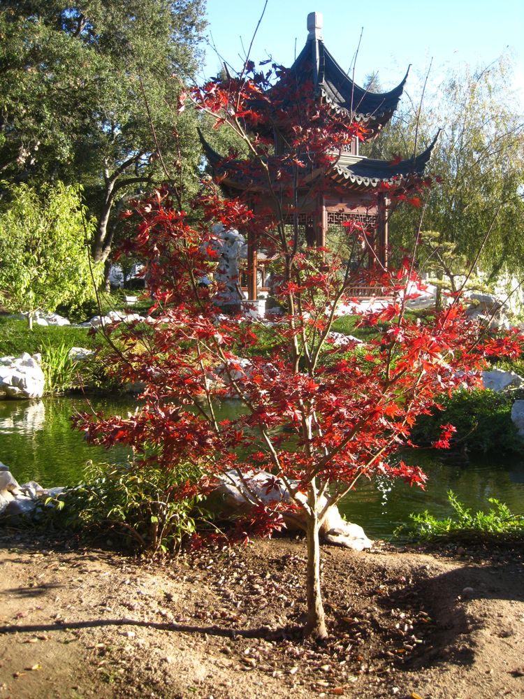 An afternoon at The Huntington during Christmas