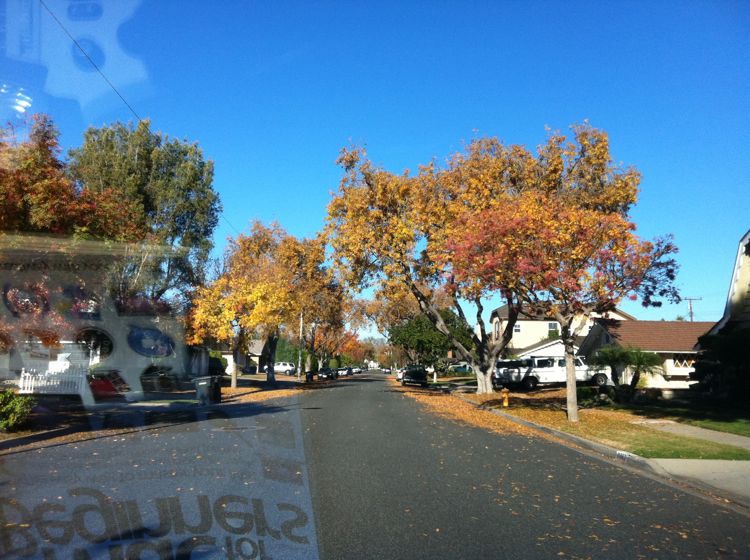 :umch, trees and dancing