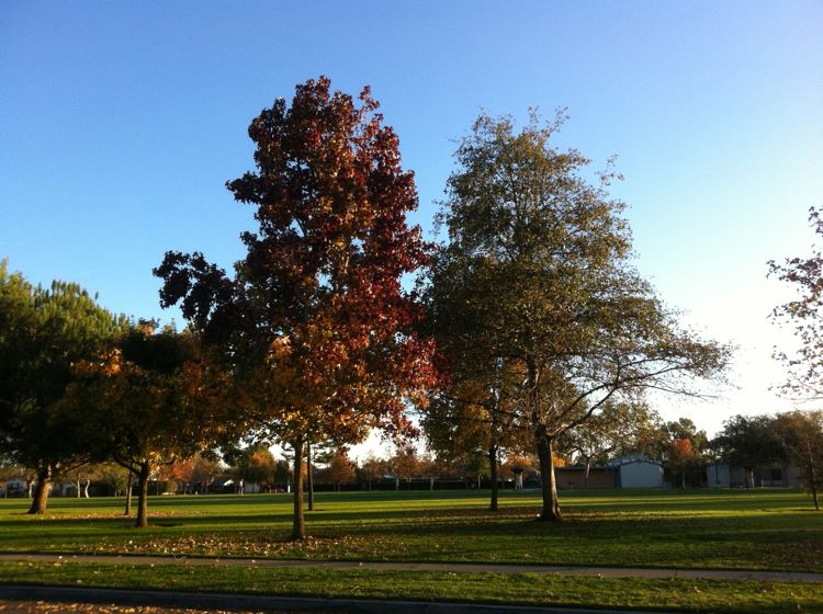 :umch, trees and dancing