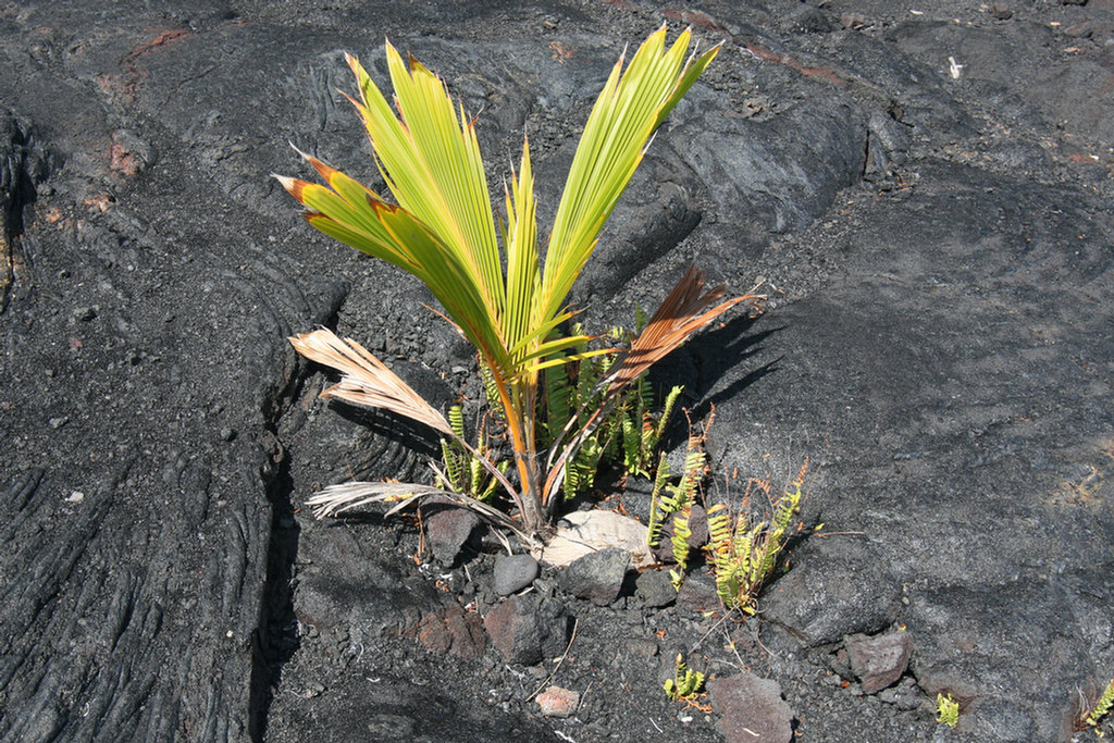 Waling The Lava Fields On Hilo