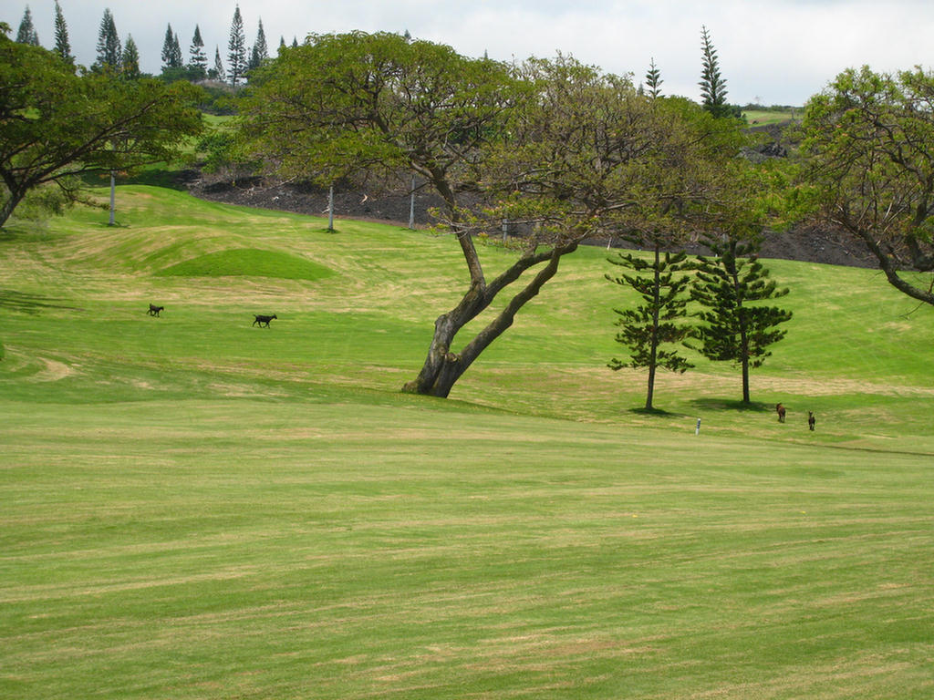 Kona Golf Adventure