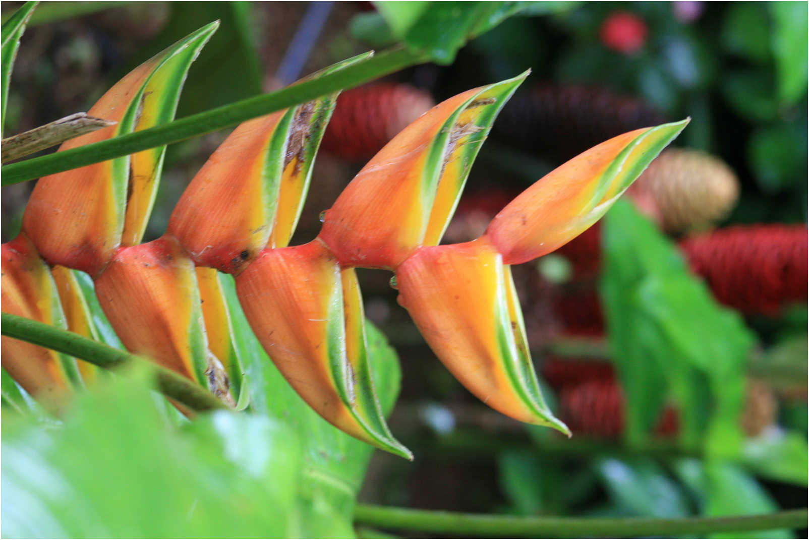 Costa Rican Rain Forects & Gardens