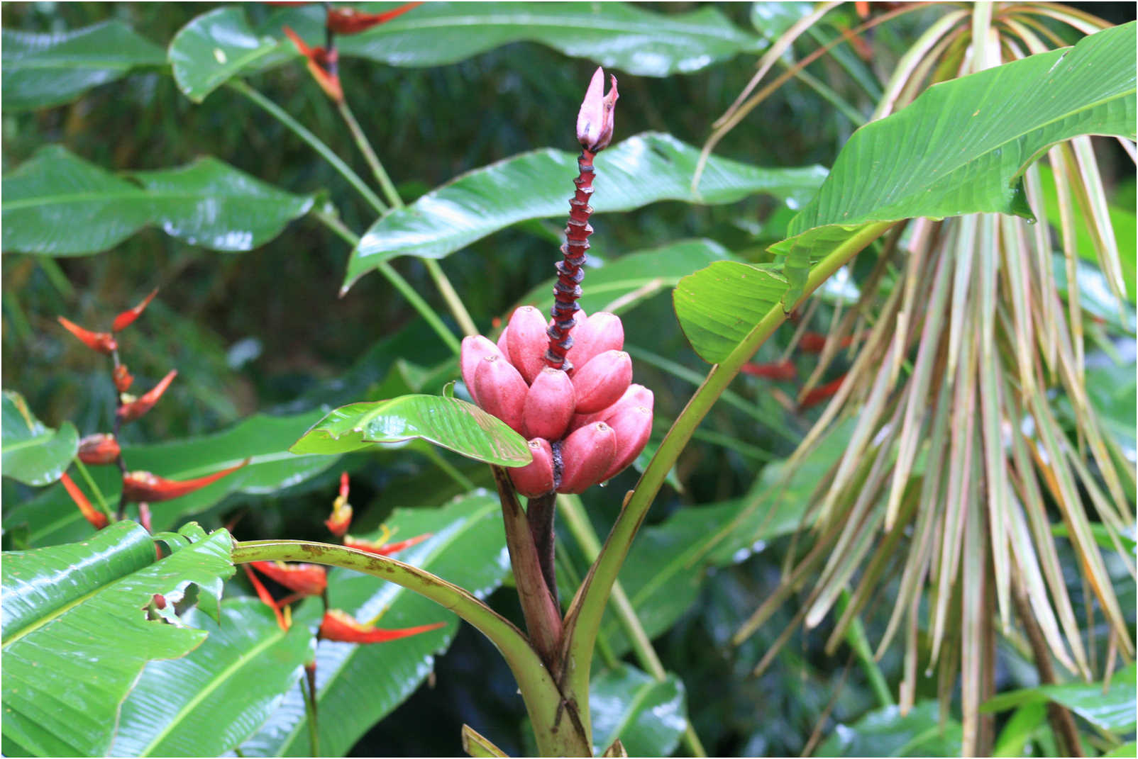 Costa Rican Rain Forects & Gardens