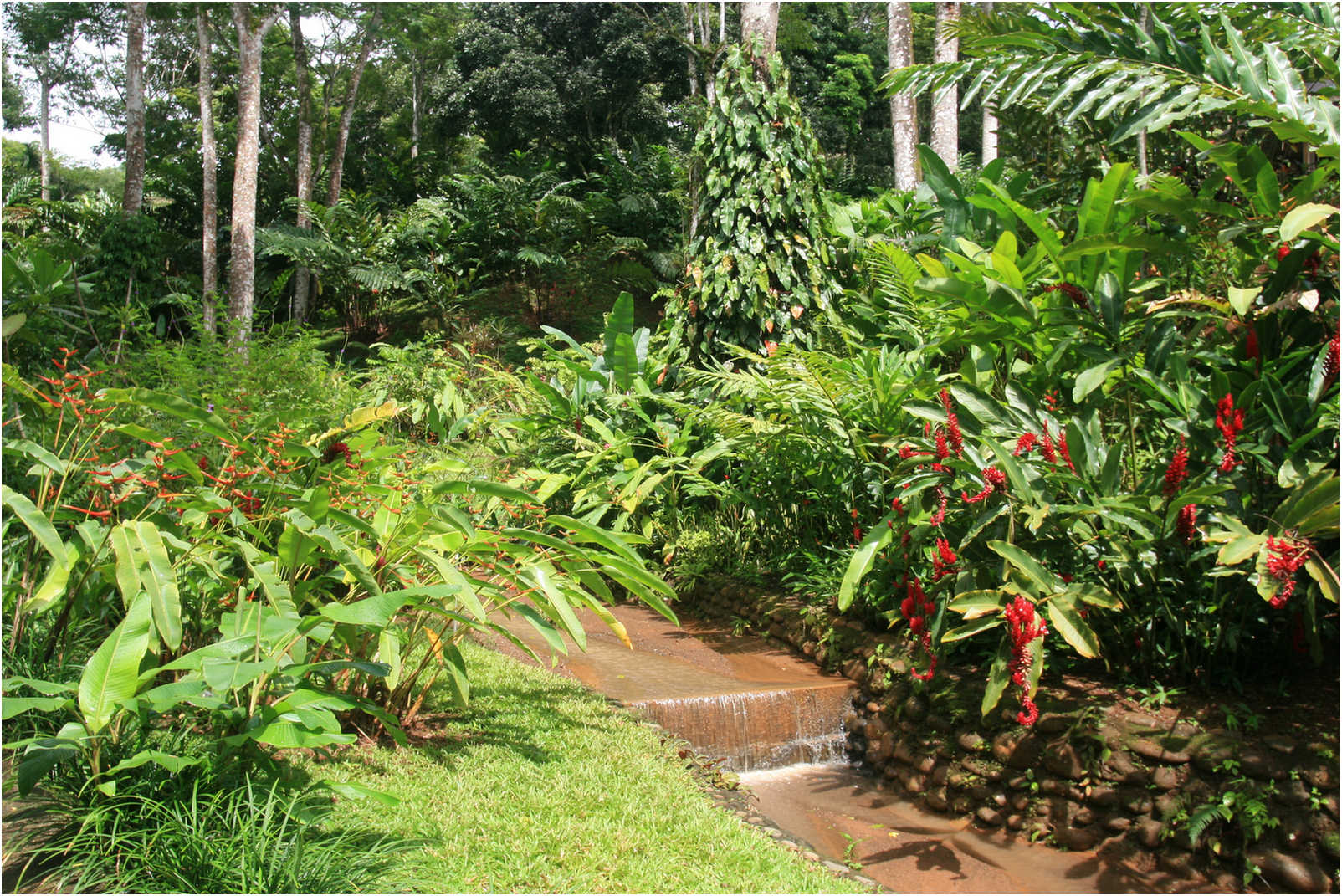Costa Rican Rain Forects & Gardens