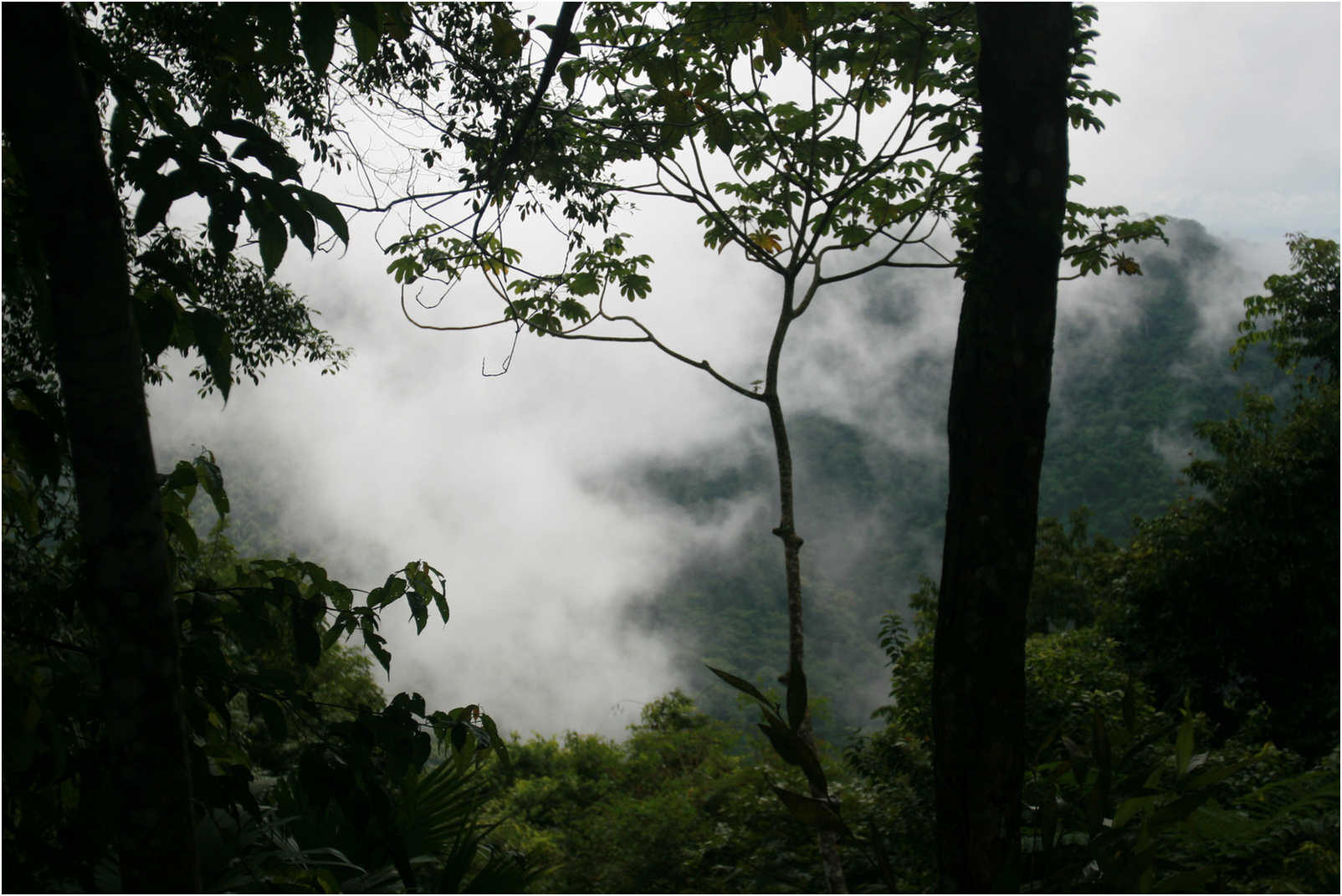 Costa Rican Rain Forects & Gardens