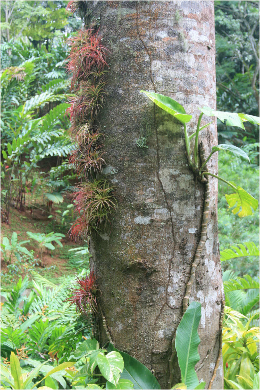 Costa Rican Rain Forects & Gardens