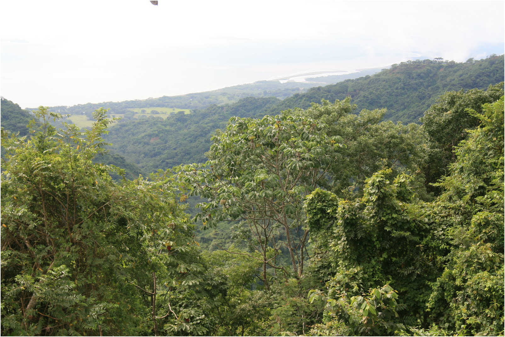 Costa Rican Rain Forects & Gardens