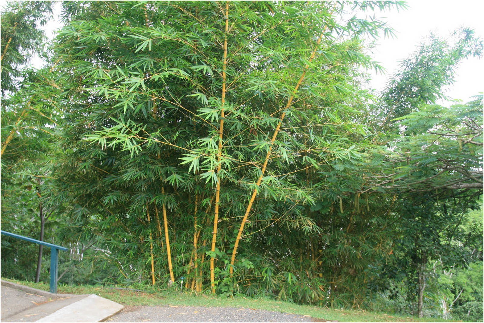 Costa Rican Rain Forects & Gardens