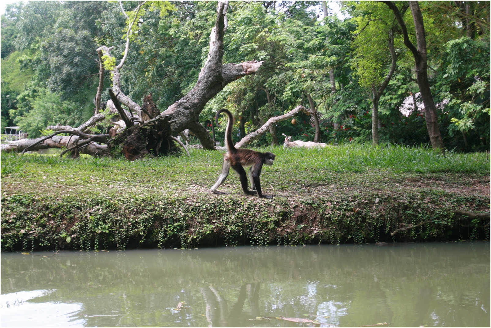 Guatemala's Walk Through Zoo