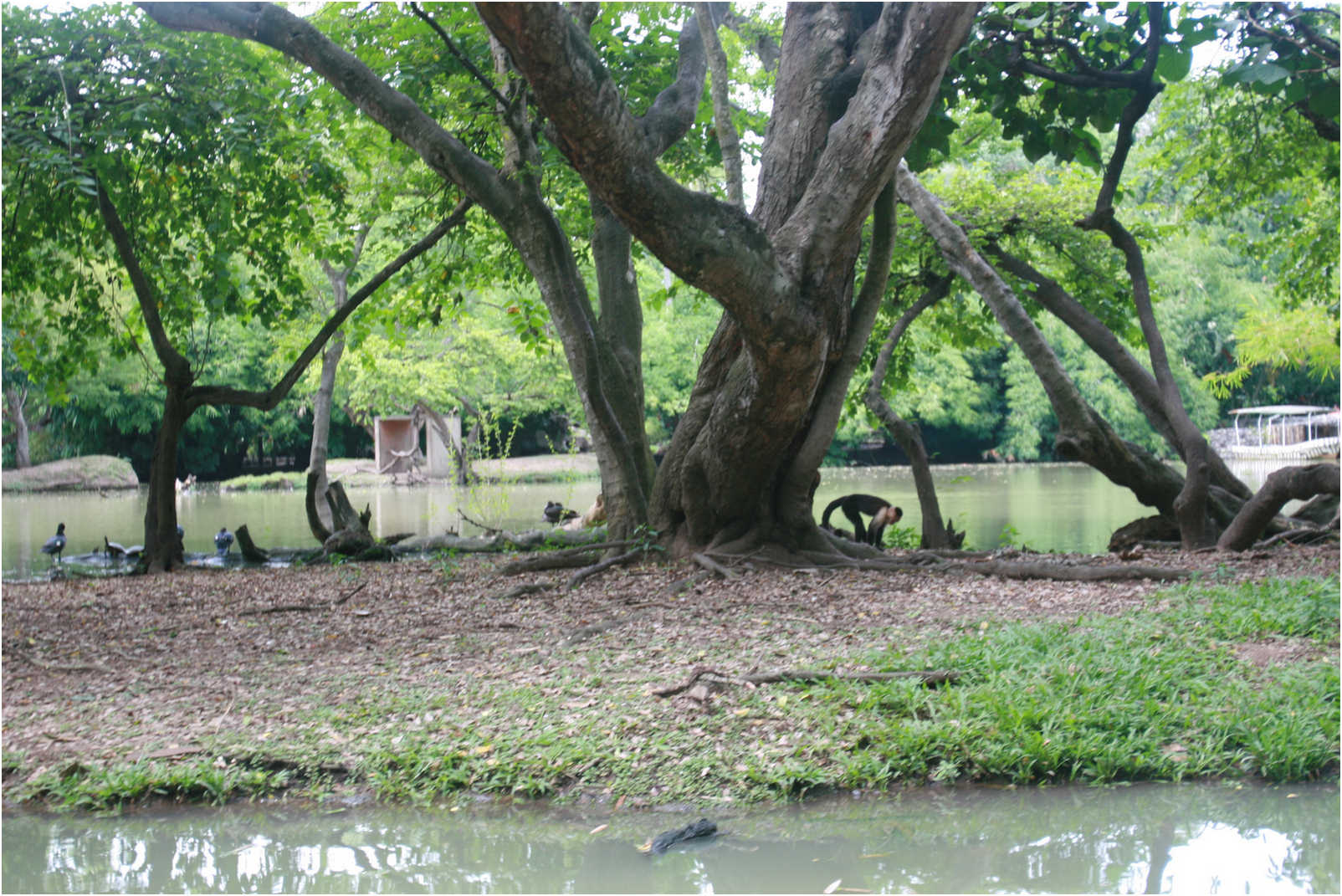Guatemala's Walk Through Zoo