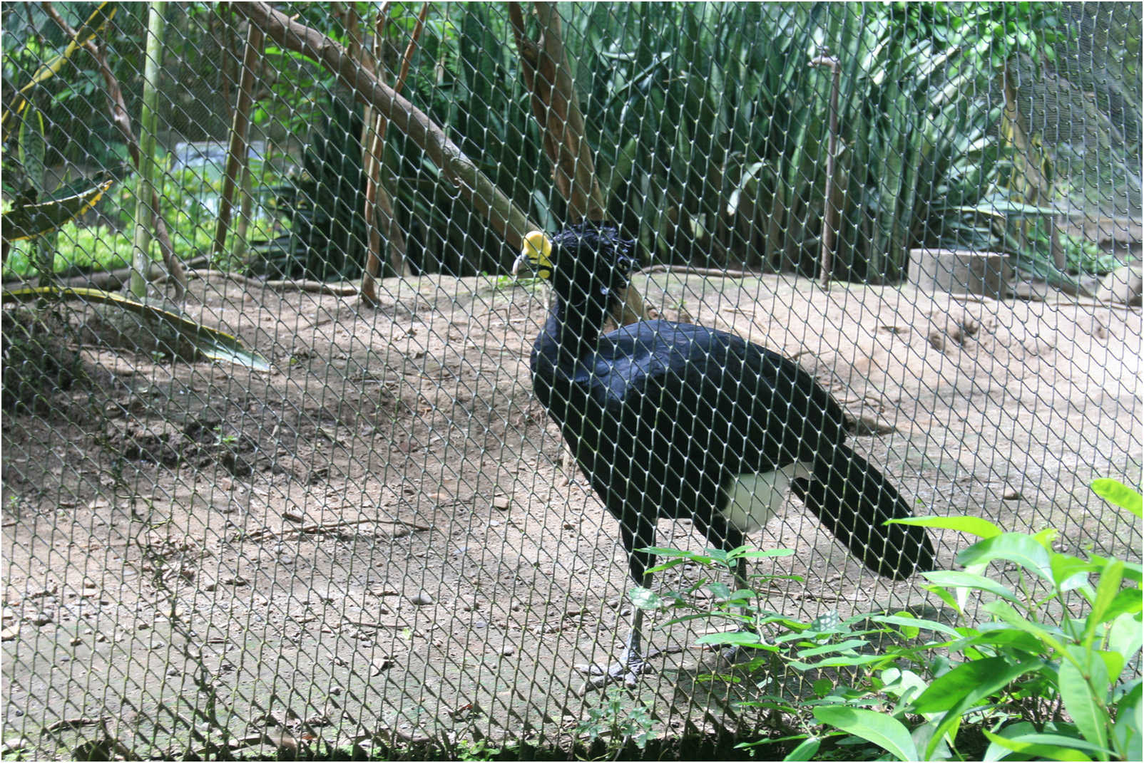 Guatemala's Walk Through Zoo