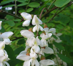 Acacia (yellow) - You are my secret love!