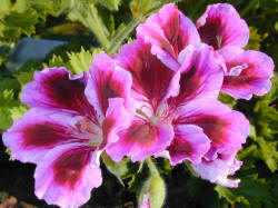 Geranium - You are my true friend.