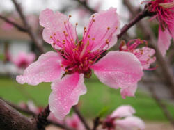 Peach Blossoms -  I am yours