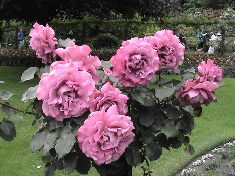 Butchart Gardens