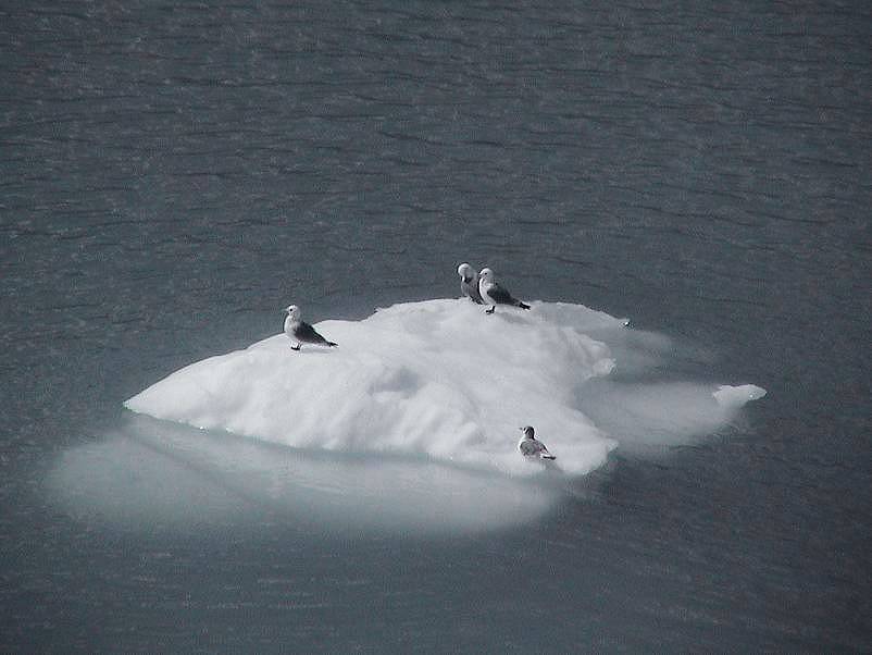 Glacier Bay