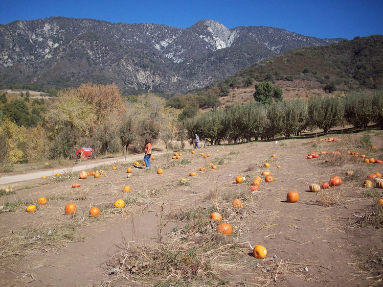 Oak Glen October 2008