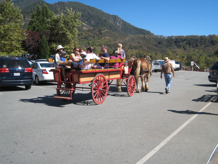 Apple Picking 2009