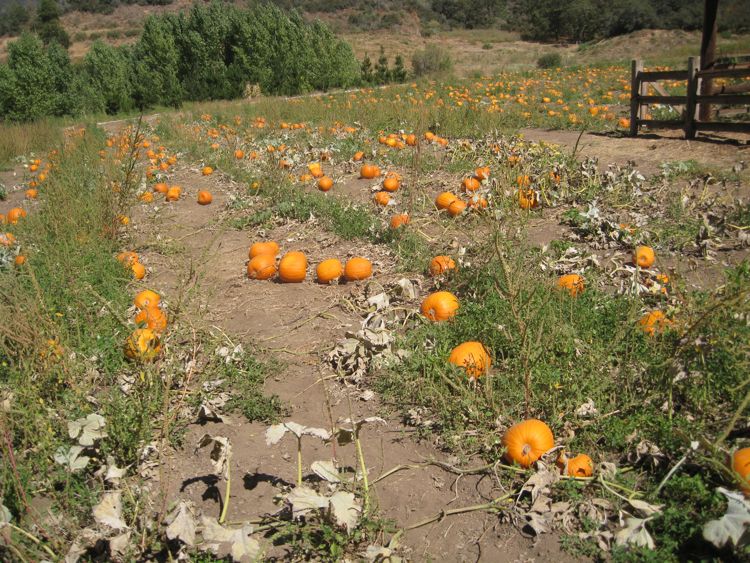 Apple picking October 2010