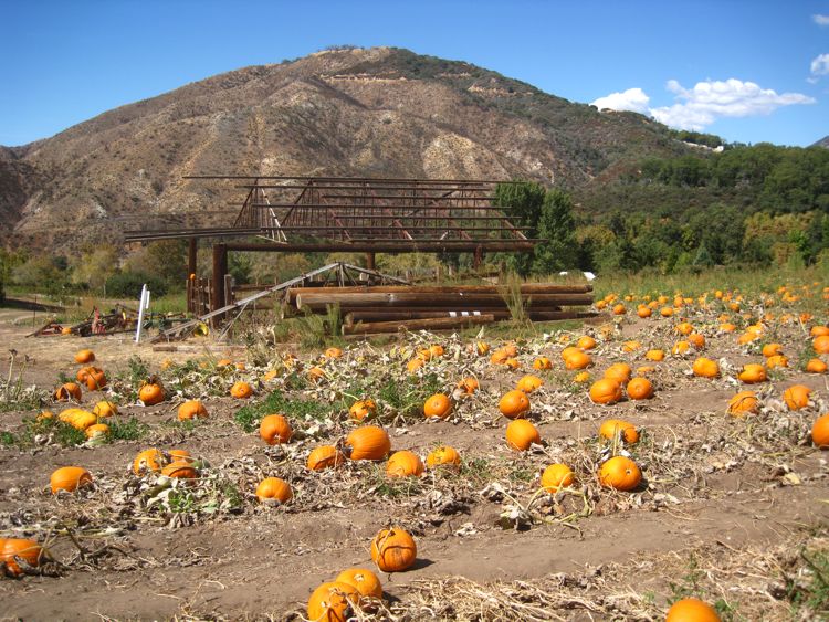 Apple picking October 2010