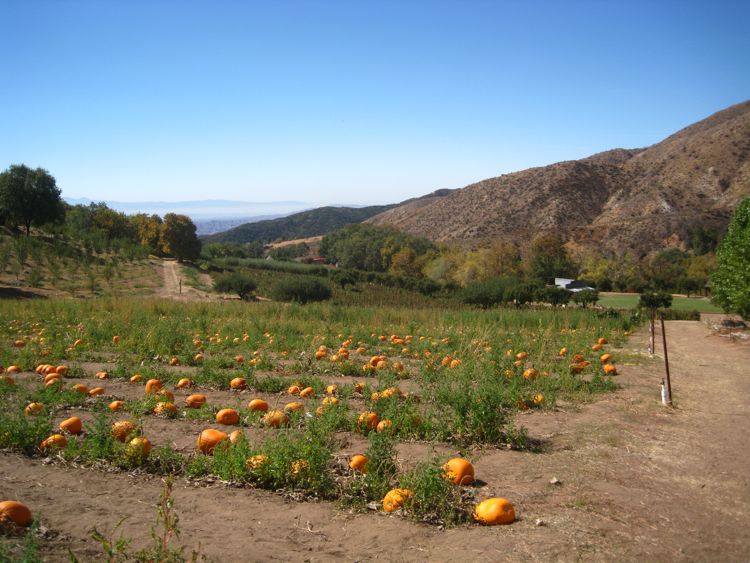 Apple picking October 2010