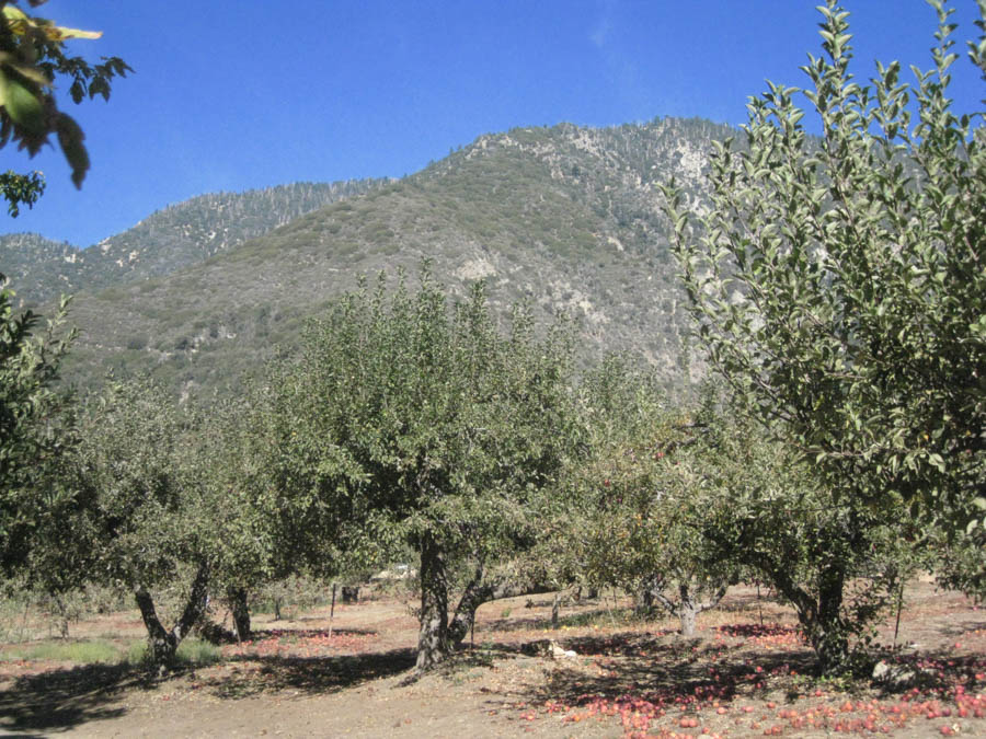 Apple picking in Oak Glen California October 2014