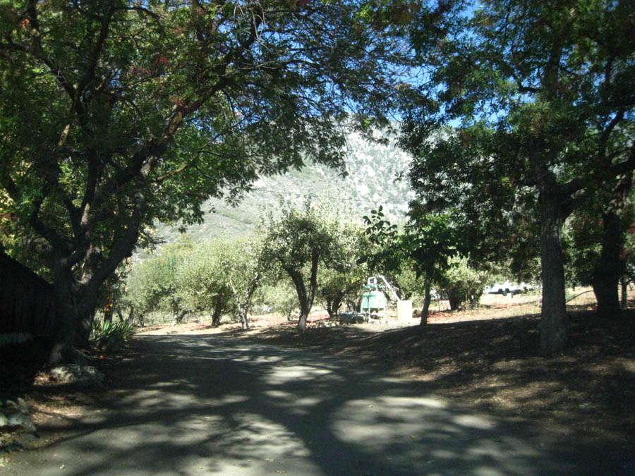 Apple picking in Oak Glen California October 2014