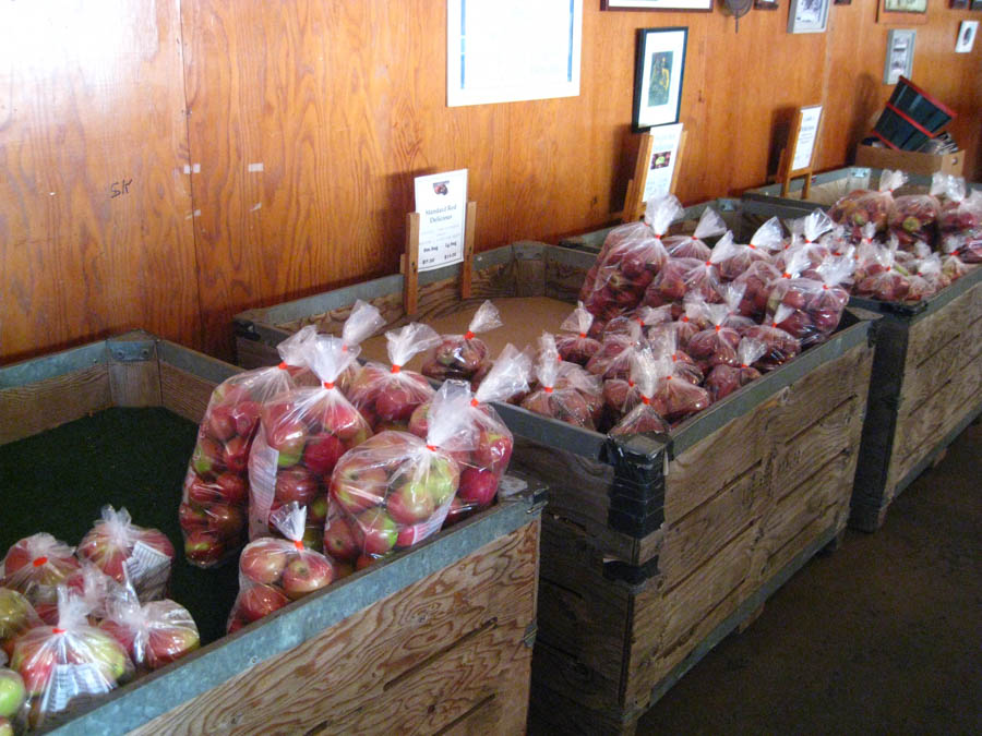 Apple picking in Oak Glen California October 2014